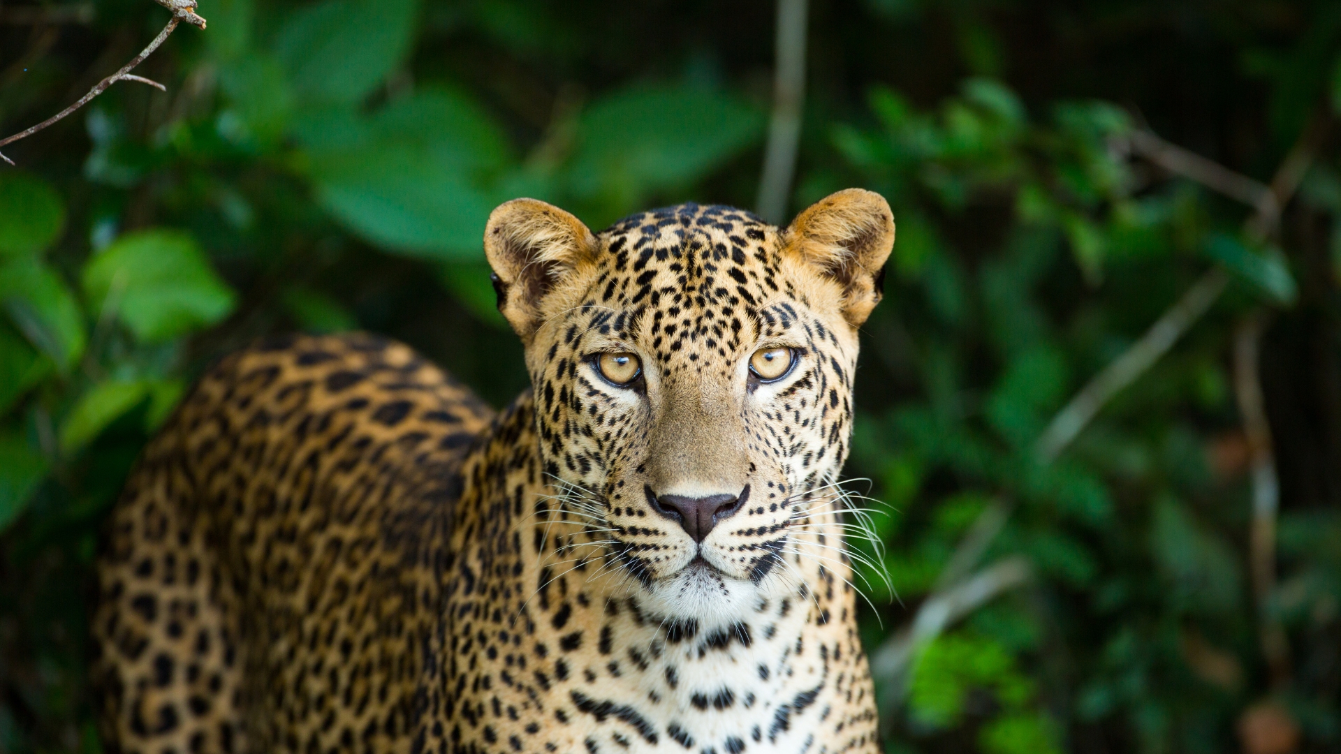 Leopard Land - Jawai