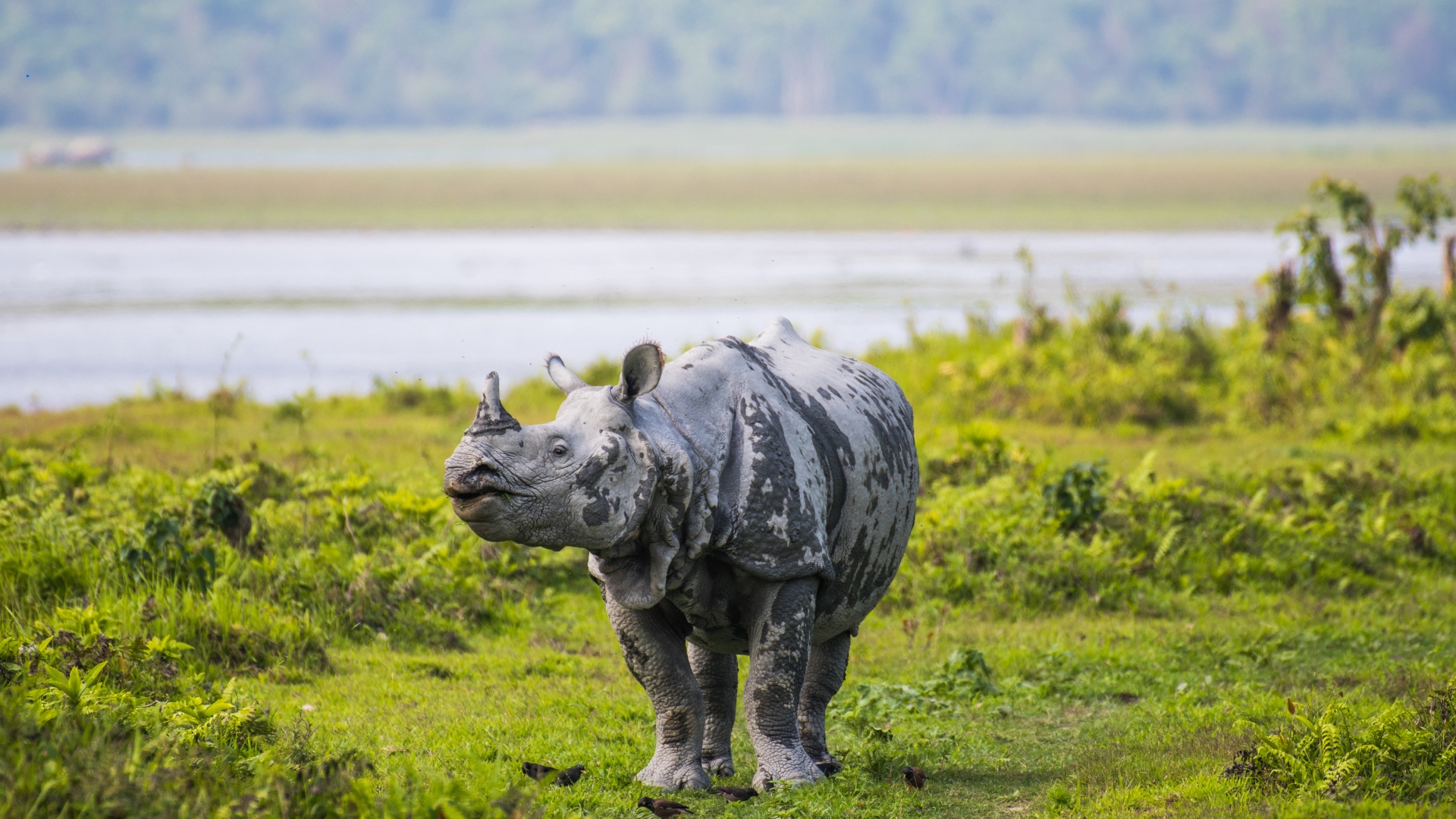 Kaziranga Wilderness