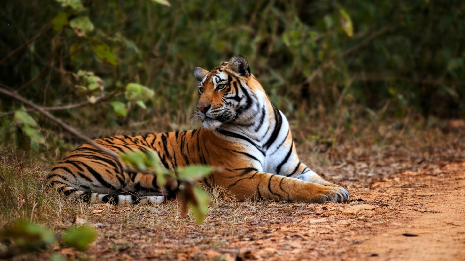 Central Land of Tigers - Kanha & Bandhavgarh